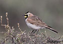 Eremophila alpestris